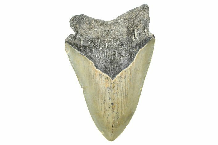 Serrated, Fossil Megalodon Tooth - North Carolina #371693